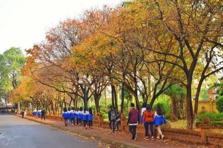 Có một 'con đường tình yêu' bên trong trường ĐH Sư phạm Hà Nội mỗi dịp đông về